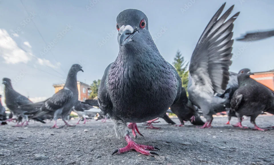 The Carrier Pigeon network - coming to be Peterborough soon, we hope...